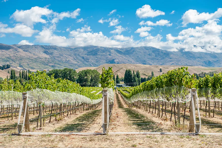 Wine region Queenstown